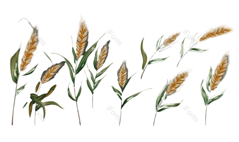 芒种图片,麦子元素,麦穗PNG,小麦免抠素材